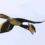 Goa: Riverside Forest Birdwatching Tour with Breakfast - Detailed Breakdown of the Itinerary