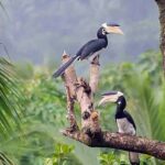 Goa: Riverside Forest Birdwatching Tour with Breakfast - Who Should Consider This Tour?
