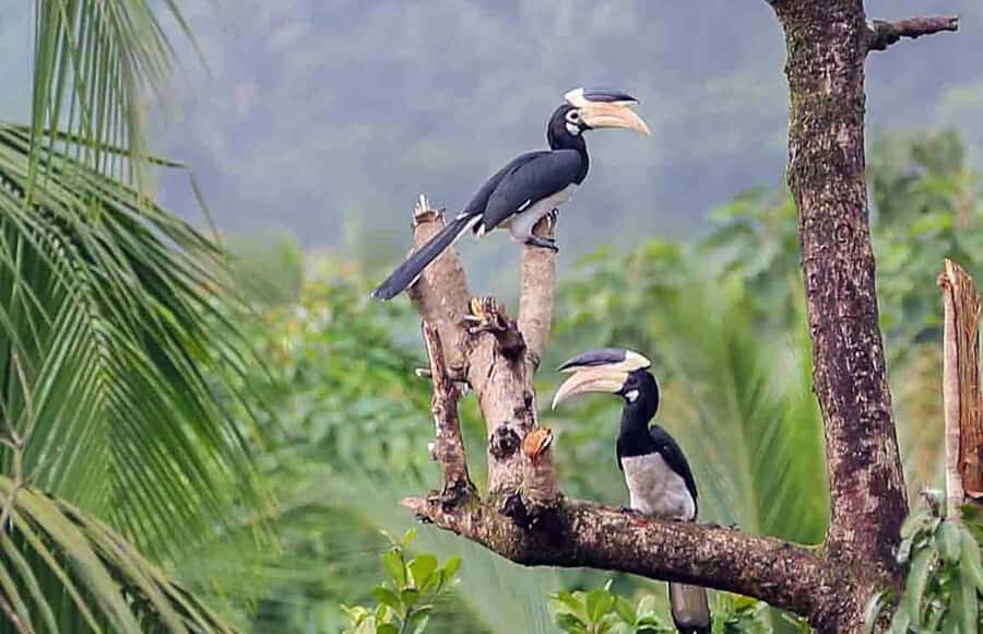 Goa: Riverside Forest Birdwatching Tour with Breakfast - Who Should Consider This Tour?