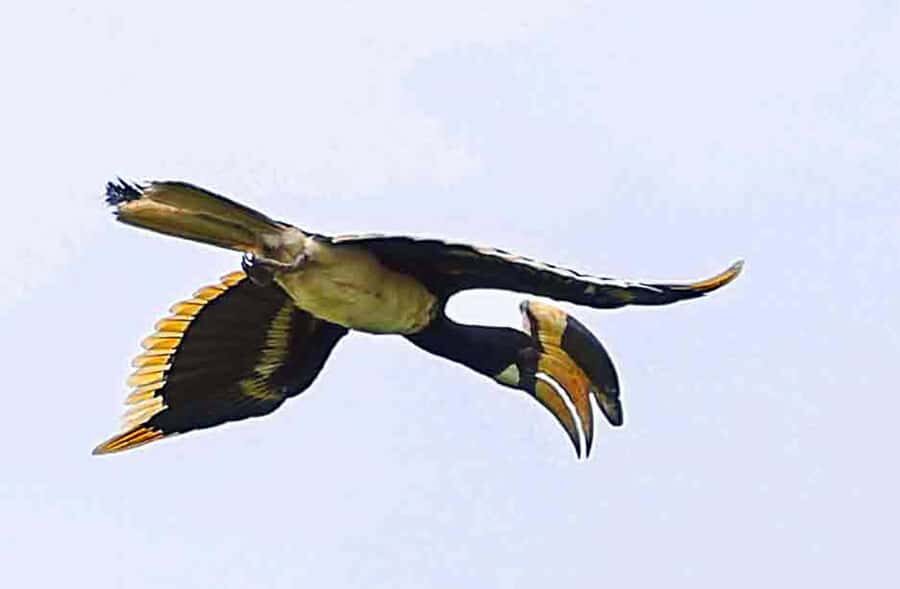 Goa: Riverside Forest Birdwatching Tour with Breakfast - Detailed Breakdown of the Itinerary