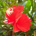 Goan Village Life Tour - Authentic Insights from Past Travelers