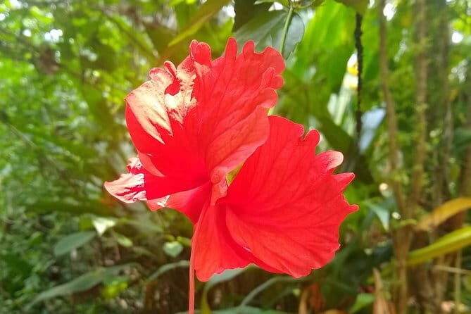 Goan Village Life Tour - Authentic Insights from Past Travelers