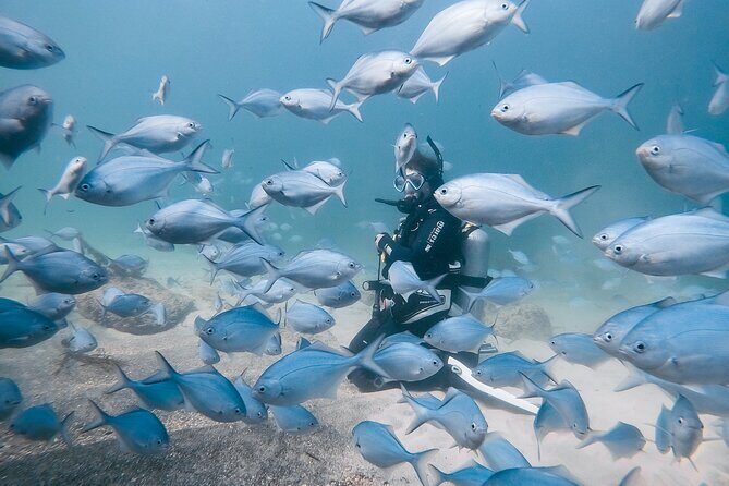 Goat Island Experience Guided Shore Dive - Itinerary Breakdown