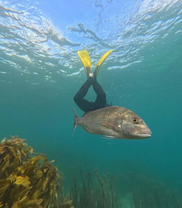 Goat Island Guided Snorkeling Tour for Beginners - The Itinerary Breakdown