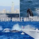 Gold Coast: Luxury Whale Watching Tour - What to Expect on Board