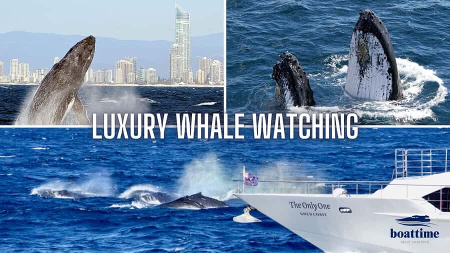 Gold Coast: Luxury Whale Watching Tour - What to Expect on Board