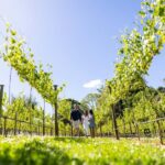 Gold Coast: Luxury Wine Tour with Gourmet Lunch & Distillery - The Value of the Tour