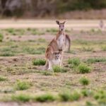 Gold Coast: Mount Tamborine Kangaroo and Koala Day Tour - What Makes This Tour Stand Out?