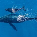 Gold Coast: Whale Watching - The Value of a Small, Guided Adventure