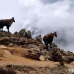 Gorkha: Honey Hunting Experience in Larpak - An In-Depth Look at the Gorkha Honey Hunting Tour