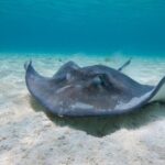 Grand Cayman 2-Stop Snorkeling and Stingray City Combo Adventure - Who Will Love This Tour?