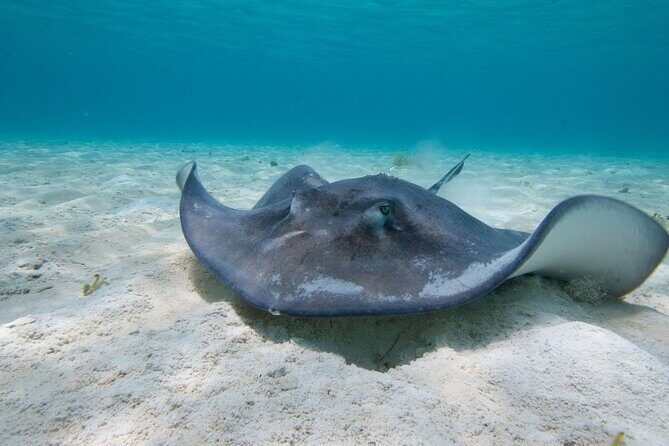 Grand Cayman 2-Stop Snorkeling and Stingray City Combo Adventure - Who Will Love This Tour?