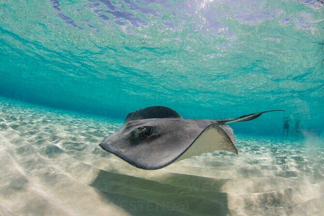 Grand Cayman Stingray City and Reef Snorkeling Combo Tour - Transportation and Logistics
