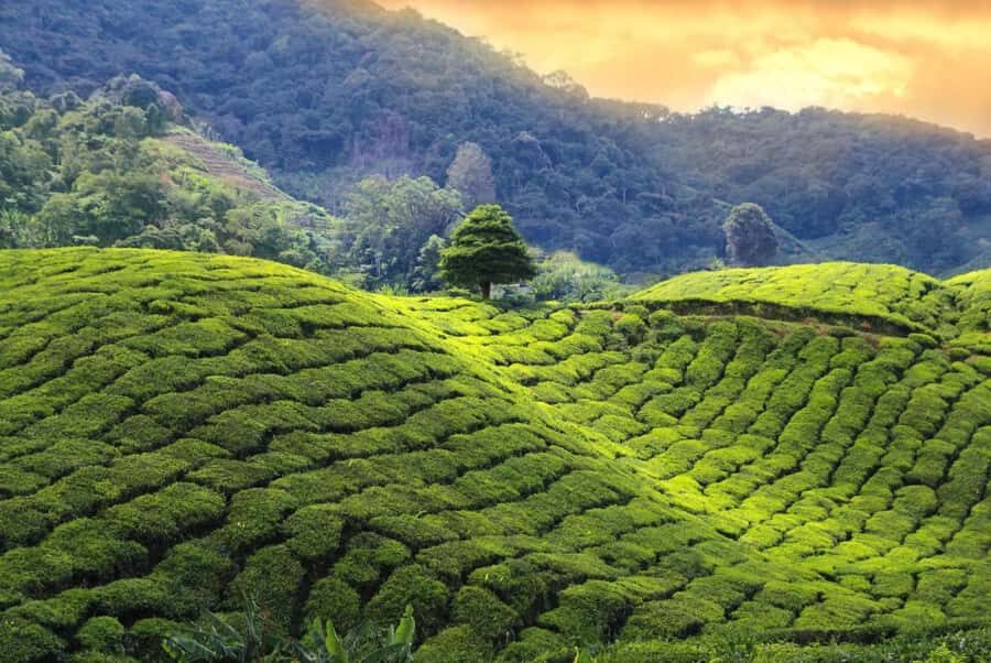 Grand Trek: 20-Day Guided Pekoe Trail with Hotels &Transfers - An In-Depth Look at the 20-Day Pekoe Trail Experience