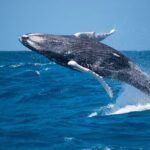 Grand Turk: Whale Watching - The Experience: Highlights and Practicalities
