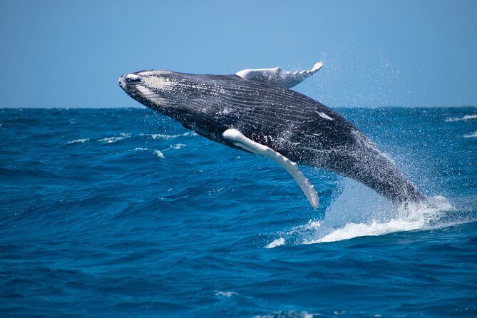 Grand Turk: Whale Watching - The Experience: Highlights and Practicalities