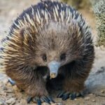 Great Ocean Road Private Tour - An In-Depth Look at the Itinerary