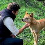 Great Ocean Road Small Group Tour with Dingos, Sparkling & Lunch - What Makes This Tour Stand Out