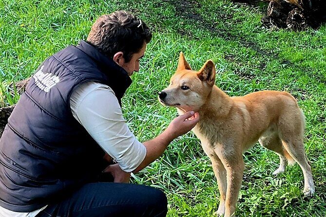 Great Ocean Road Small Group Tour with Dingos, Sparkling & Lunch - What Makes This Tour Stand Out