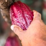 Grenada Herb & Spice Tour -Fort Frederick, Chocolate & Waterfalls - In-Depth Breakdown of the Itinerary