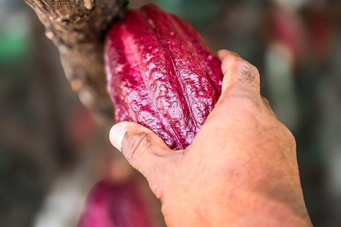 Grenada Herb & Spice Tour -Fort Frederick, Chocolate & Waterfalls - In-Depth Breakdown of the Itinerary