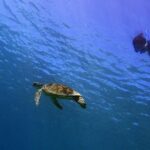 Guam's Private 5 Star Guided Snorkeling Tour! - Why the Reef Matters