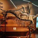 Guangzhou: Grandview Museum of Nature Science Ticket - What You Can Expect During Your Visit