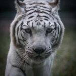 Guangzhou: Guangzhou Zoo Official Entry Ticket with Pandas - Who Will Love This Experience?