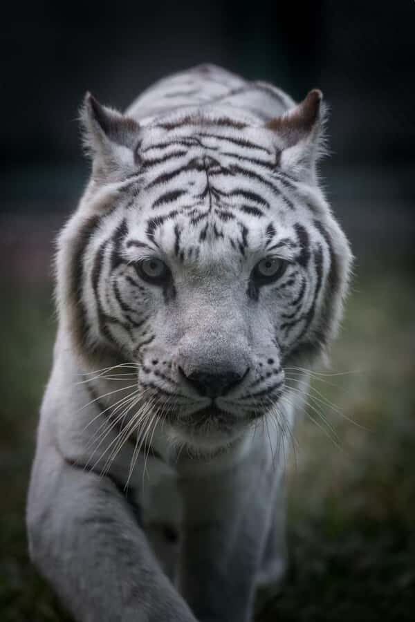 Guangzhou: Guangzhou Zoo Official Entry Ticket with Pandas - Who Will Love This Experience?