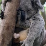 Guangzhou Private Safari Tour with Ride - What Sets This Tour Apart?