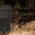 Guided Aboriginal Cultural Tour of Adelaide Botanic Garden - Frequently Asked Questions