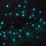 Guided Evening Glow Worm Experience - Byron Bay - An In-Depth Look at the Glow Worm Tour