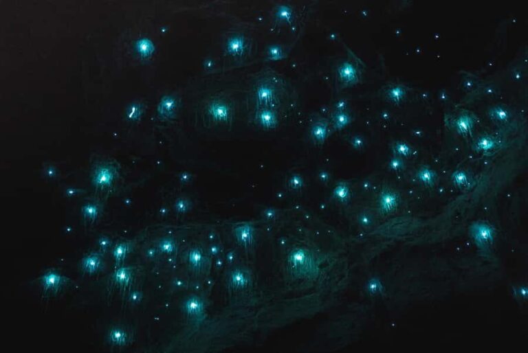Guided Evening Glow Worm Experience - Byron Bay - An In-Depth Look at the Glow Worm Tour