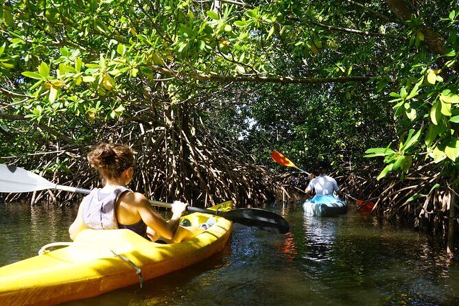 Guided Kayaking Tour of the Mitan Pond and its Mangrove - The Experience in Practice