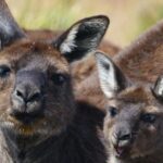 Guided Koala Walk and Bushfire ecology tour - Practical Tips for Making the Most of Your Tour