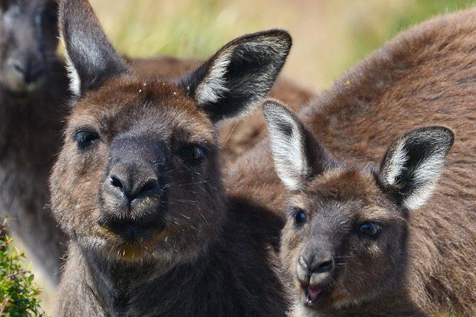 Guided Koala Walk and Bushfire ecology tour - Practical Tips for Making the Most of Your Tour
