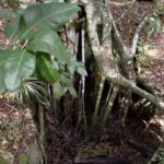 Guided Primeval Nature Walk Tour - Exploring Nassau’s Cultural Heritage: Clifton Heritage Site