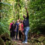 Guided Rainforest Hike on the Jacquot Trail  Castries, St Lucia - A Closer Look at the Jacquot Trail Tour