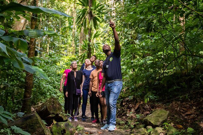 Guided Rainforest Hike on the Jacquot Trail  Castries, St Lucia - A Closer Look at the Jacquot Trail Tour