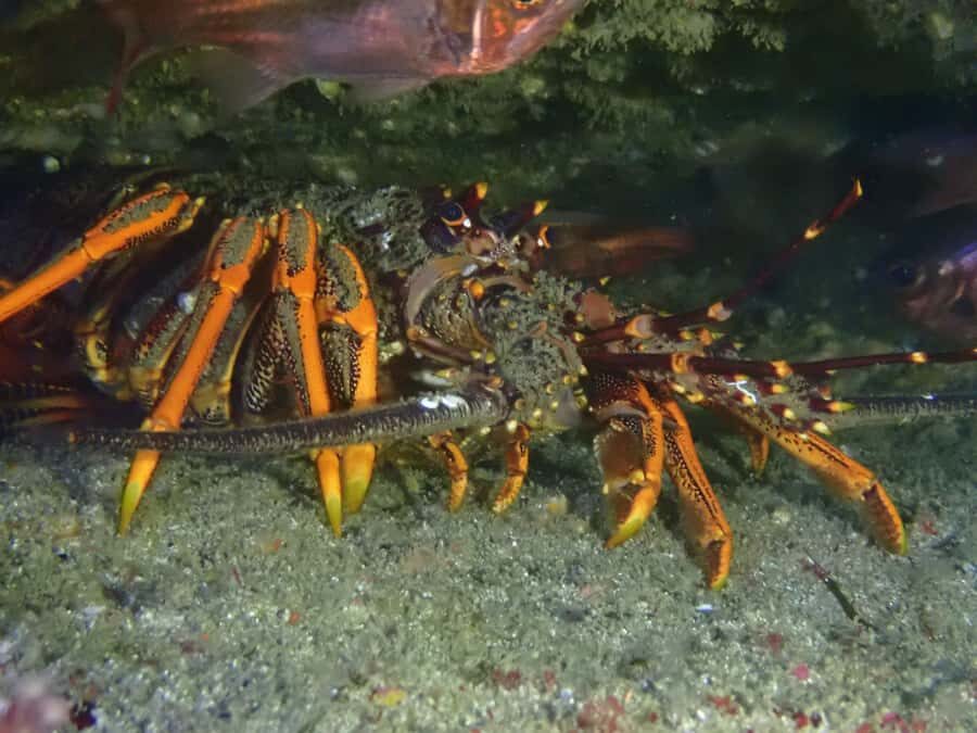 Guided Shore Dive Tour for Certified Divers - A Closer Look at the Goat Island Shore Dive Experience