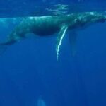Guided Small Group Whale Watching and Swim Tour Tahiti - Itinerary Breakdown: What to Expect