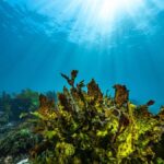 Guided Snorkel Tour at Australias most iconic beach - The Itinerary and What You Can Expect