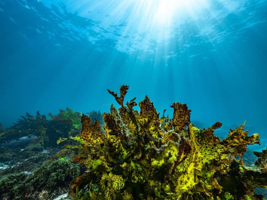 Guided Snorkel Tour at Australias most iconic beach - The Itinerary and What You Can Expect