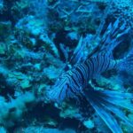 Guided Snorkeling at the Anchor and Cannon Reef in Negril - Final Thoughts: Is This Tour Right for You?