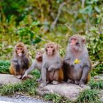 Guilin: Guihai Stele Forest, Fubo Mountain & Tea Tour - Detailed Breakdown of the Tour Itinerary