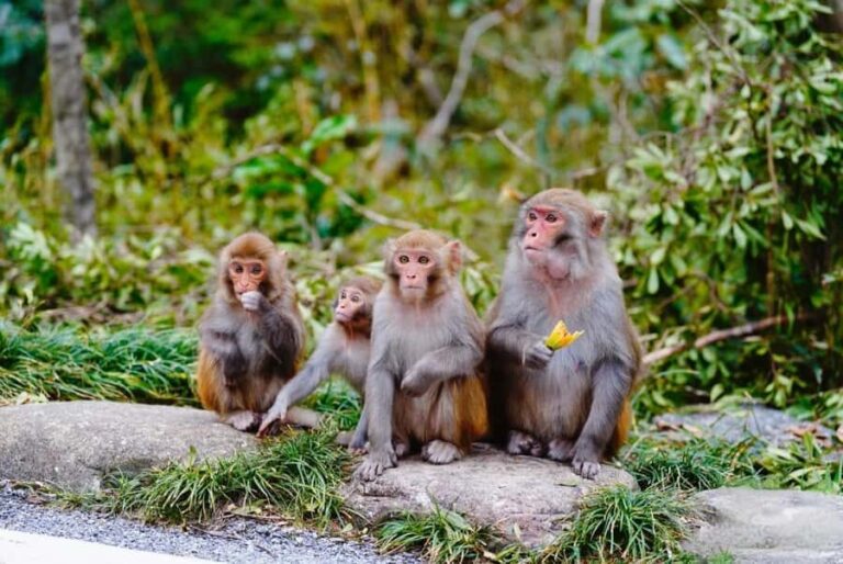 Guilin: Guihai Stele Forest, Fubo Mountain & Tea Tour - Detailed Breakdown of the Tour Itinerary