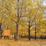 Guilin: Private Ginkgo Village and DaXu Ancient Town Tour - Practical Details and Tips