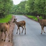 Gujarat: Devalia Park ( Devaliya ) Guided Jeep Safari - What You Can Expect from the Devalia Jeep Safari