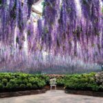 Gyeonggi: Gaypeong Begonia Bird Park Entry Ticket - What’s Included in the Ticket