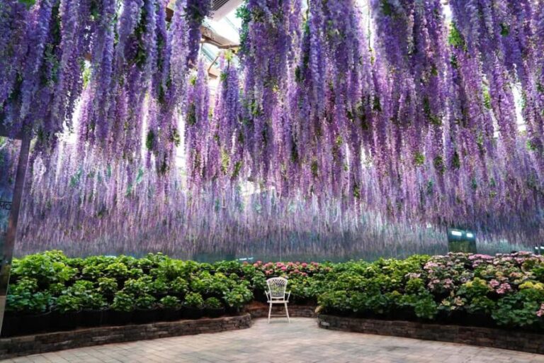 Gyeonggi: Gaypeong Begonia Bird Park Entry Ticket - What’s Included in the Ticket